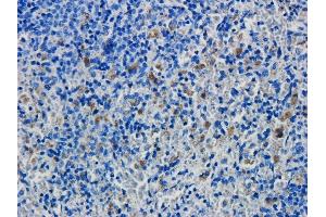 Immunohistochemical staining of rat spleen tissue using anti-CD19 antibody FMC63. (Rekombinanter CD19 Antikörper)