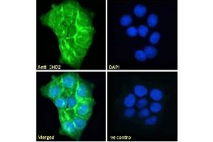 ABIN185287 Immunofluorescence analysis of paraformaldehyde fixed A431 cells, permeabilized with 0. (EHD2 Antikörper  (C-Term))