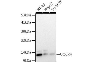 Western blot analysis of extracts of various cell lines, using (ABIN7271126) at 1:1000 dilution. (UQCRH Antikörper)