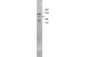Image no. 1 for anti-STAT5 A/B (STAT5 A/B) (C-Term) antibody (ABIN296137) (STAT5 A/B Antikörper  (C-Term))