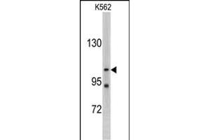 Western blot analysis of LLGL2 antibody (C-term) (ABIN388991 and ABIN2839224) in K562 cell line lysates (35 μg/lane). (LLGL2 Antikörper  (C-Term))