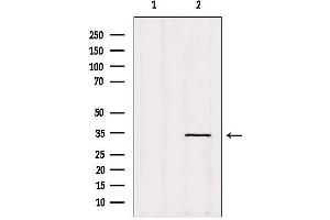Western blot analysis of extracts from Hela, using OR5AT1 Antibody. (OR14A16 Antikörper  (Internal Region))
