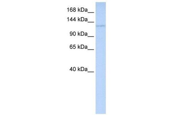 WDR3 Antikörper  (Middle Region)
