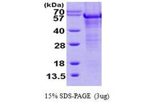 TNFAIP3 Interacting Protein 1 (TNIP1) (AA 94-530) protein (His tag)