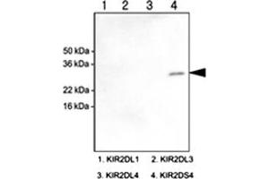 Western blot analysis of recombinant human KIR2DL1 , KIR2DL3 , KIR2DL4 and KIR2DS4 (each 100 ng) were resolved by SDS - PAGE , transferred to PVDF membrane and probed with KIR2DS4 monoclonal antibody , clone 5F2 (1 : 1000)  . (KIR2DS4 Antikörper  (AA 23-223))