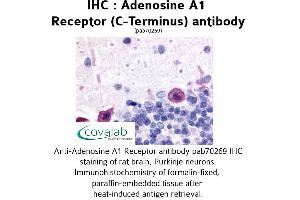 Image no. 1 for anti-Adenosine A1 Receptor (ADORA1) (C-Term) antibody (ABIN1731550) (ADORA1 Antikörper  (C-Term))
