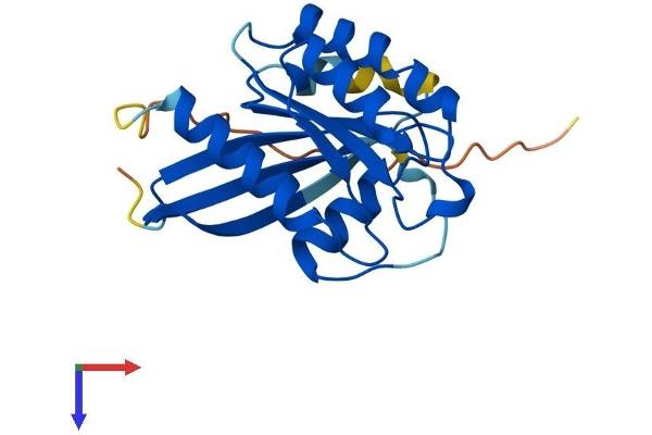 RAB1B Protein (AA 1-201) (His tag)