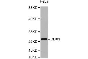 Western blot analysis of extracts of HeLa cell line, using CDX1 antibody.