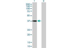 Western Blot analysis of COL9A1 expression in transfected 293T cell line by COL9A1 MaxPab polyclonal antibody. (COL9A1 Antikörper  (AA 1-328))