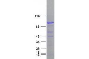 Western Blotting (WB) image for Cullin 4A (CUL4A) (Transcript Variant 2) protein (Myc-DYKDDDDK Tag) (ABIN2712632)