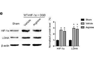 Western Blotting (WB) image for anti-Actin, beta (ACTB) (AA 1-50) antibody (ABIN724340)