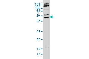 MKRN2 monoclonal antibody (M01), clone 5F8 Western Blot analysis of MKRN2 expression in Hela S3 NE . (MKRN2 Antikörper  (AA 317-415))