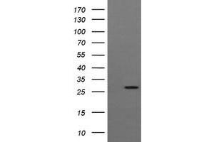 Image no. 2 for anti-Kallikrein 8 (KLK8) antibody (ABIN1498965) (Kallikrein 8 Antikörper)