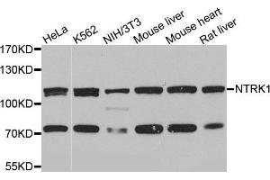 Western blot analysis of extracts of various cell lines, using NTRK1 antibody (ABIN5971124) at 1/1000 dilution. (TRKA Antikörper)