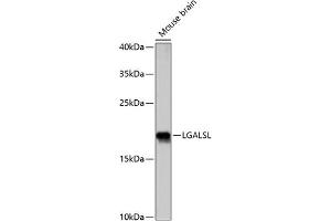 Western blot analysis of extracts of mouse brain, using LGALSL antibody (ABIN7267340) at 1:1000 dilution. (GRP Antikörper  (AA 1-172))