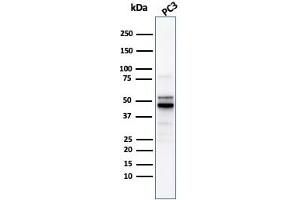 Western Blot Analysis of PC3 cell lysate usingODC1 Rabbit Recombinant Monoclonal Antibody (ODC1/2878R). (Rekombinanter ODC1 Antikörper)