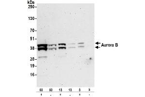 Western Blotting (WB) image for anti-Aurora Kinase B (AURKB) (C-Term) antibody (ABIN7453392)