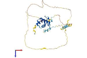 FOXB1 Protein (AA 1-325) (His tag)