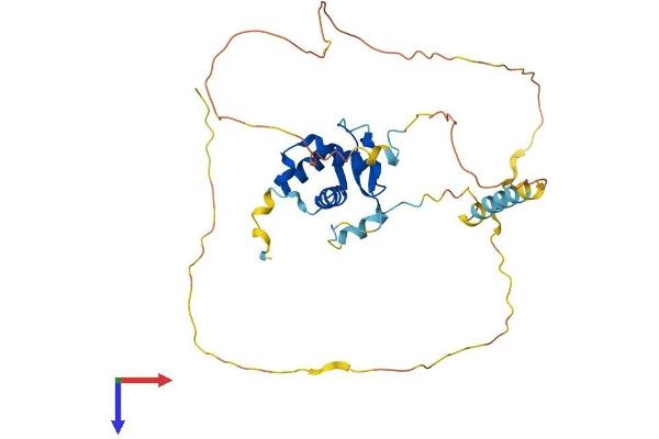 FOXB1 Protein (AA 1-325) (His tag)