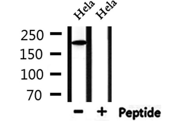 COL5A1 Antikörper  (N-Term)