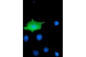 Immunofluorescence (IF) image for anti-Microtubule Associated Monoxygenase, Calponin and LIM Domain Containing 1 (MICAL1) antibody (ABIN1499464) (MICAL1 Antikörper)
