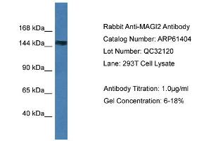 Western Blotting (WB) image for anti-Membrane Associated Guanylate Kinase, WW and PDZ Domain Containing 2 (MAGI2) (N-Term) antibody (ABIN2788791)