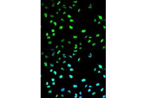 Immunofluorescence analysis of HeLa cell using CDC20 antibody. (CDC20 Antikörper  (AA 1-270))