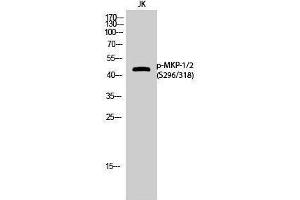 Western Blotting (WB) image for anti-Dual Specificity Phosphatase 1/4 (DUSP1/4) (pSer296), (pSer318) antibody (ABIN3182702) (MKP-1/2 Antikörper  (pSer296, pSer318))