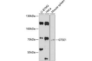Western blot analysis of extracts of various cell lines, using GTSE1 antibody (ABIN6130408, ABIN6141524, ABIN6141526 and ABIN6218073) at 1:3000 dilution. (GTSE1 Antikörper  (AA 30-290))