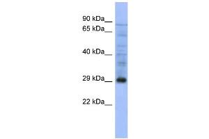 WB Suggested Anti-PSMA5  Antibody Titration: 0. (PSMA5 Antikörper  (Middle Region))