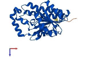 HPGD Protein (AA 1-269) (His tag)