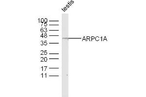 Mouse testis lysates probed with ARPC1A Polyclonal Antibody, Unconjugated  at 1:300 dilution and 4˚C overnight incubation. (ARPC1A Antikörper  (AA 101-200))