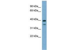 Image no. 1 for anti-Transcription Factor MafA (MAFA) (AA 71-120) antibody (ABIN6741973) (MAFA Antikörper  (AA 71-120))