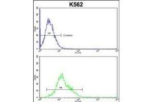 PD2 Antibody (Center) (ABIN653063 and ABIN2842664) flow cytometric analysis of k562 cells (bottom histogr) compared to a negative control cell (top histogr). (AMPD2 Antikörper  (AA 187-217))