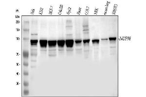 Western blot analysis of NUP98 using anti-NUP98 antibody (ABIN3043456).