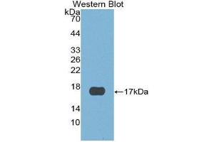 Western Blotting (WB) image for anti-Cystatin E/M (CST6) (AA 29-149) antibody (ABIN1867420)