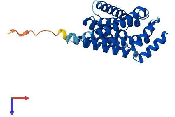 14-3-3 sigma/SFN Protein (AA 1-248) (His tag)