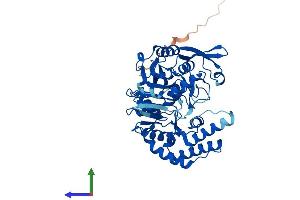 AlphaFold protein structure predicition of Mouse Recombinant Adss1 Protein, UniprotID P28650