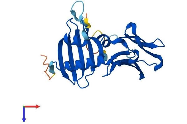 DPCD Protein (AA 1-203) (His tag)