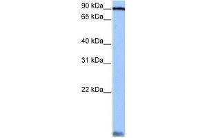 AARS antibody used at 0.