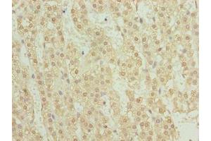 Immunohistochemistry of paraffin-embedded human adrenal gland tissue using ABIN7173492 at dilution of 1:100 (TRMT6 Antikörper  (Catalytic Subunit))