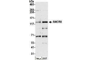anti-Smith-Magenis Syndrome Chromosome Region, Candidate 8 (SMCR8) (AA 600-650) antibody