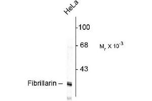 Western Blotting (WB) image for anti-Fibrillarin (FBL) antibody (ABIN371824) (Fibrillarin Antikörper)