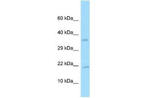 Western Blotting (WB) image for anti-Platelet Derived Growth Factor A (PDGFA) (C-Term) antibody (ABIN2774382) (PDGFA Antikörper  (C-Term))