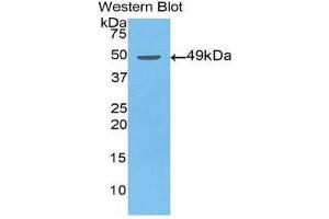 Western Blotting (WB) image for anti-Enolase 2 (Gamma, Neuronal) (ENO2) (AA 2-285) antibody (ABIN1860064) (ENO2/NSE Antikörper  (AA 2-285))