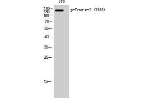 Western Blotting (WB) image for anti-Tensin Like C1 Domain Containing Phosphatase (Tensin 2) (TENC1) (pTyr483) antibody (ABIN3182167)