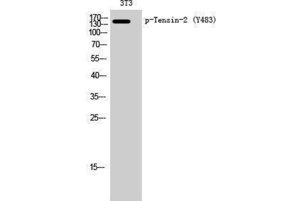 TENC1 抗体  (pTyr483)