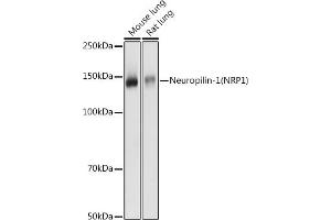 Western blot analysis of extracts of various cell lines, using Neuropilin-1 (NRP1) antibody (ABIN7268892) at 1:1000 dilution.