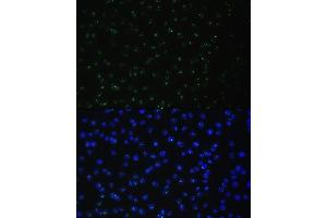 Immunofluorescence (IF) image for anti-DEAD (Asp-Glu-Ala-Asp) Box Polypeptide 50 (DDX50) (AA 1-135) antibody (ABIN6139509)