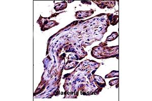 C9 Antibody (Center) ((ABIN657704 and ABIN2846695))immunohistochemistry analysis in formalin fixed and paraffin embedded human placenta tissue followed by peroxidase conjugation of the secondary antibody and DAB staining. (C9 Antikörper  (Center))